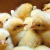 فروش جوجه مرغ گوشتی