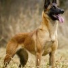 توله مالینویز اصیل و خاص