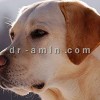 خرید و فروش پت