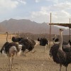فروش شتر مرغ مولد