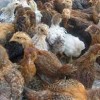 فروش جوجه مرغ بومی اصلاح نژاد شده