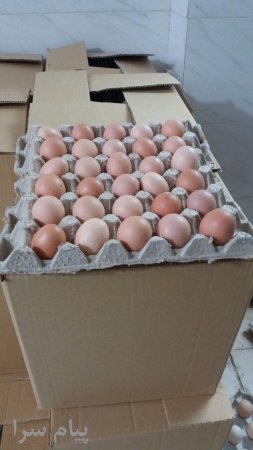 فروش عمده تخم مرغ محلی رسمی