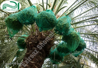 توری محافظ خرما کیسه خرما