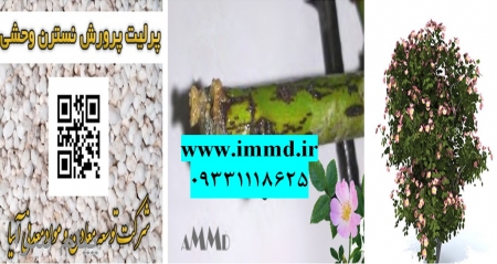 فروش بسترکشت نسترن وحشی