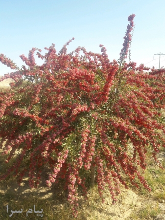 فروش انواع زرشک پفکی و دانه اناری
