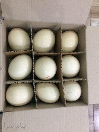 فروش تخم نطفه دارشترمرغ