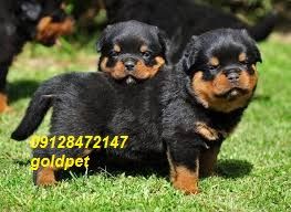 فروش روتوایلر وارداتی