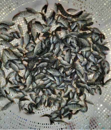 فروش ویژه انواع بچه ماهیان گرمابی