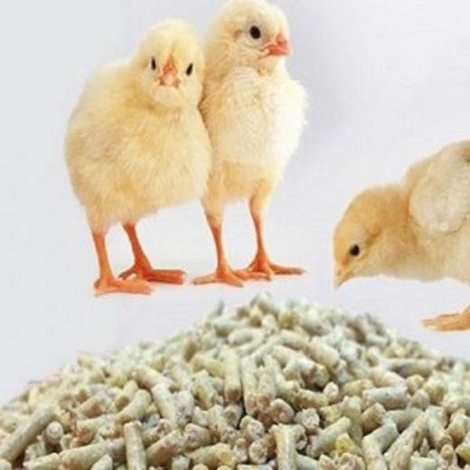 فروش دان مرغ بصورت کلی و جزئی