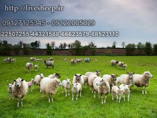 گوسفند زنده تهران