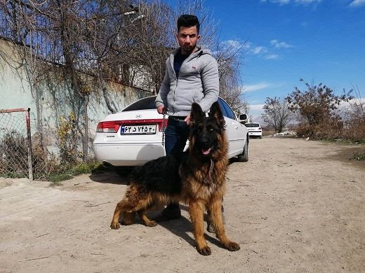 ژرمن شولاین بلک فیس