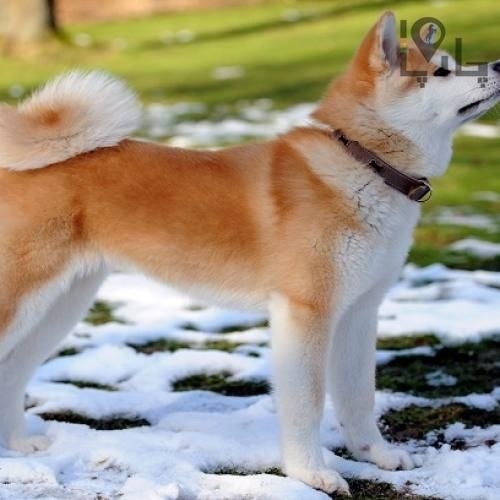 سگ اکیتا ژاپنی زیبا و مهربون