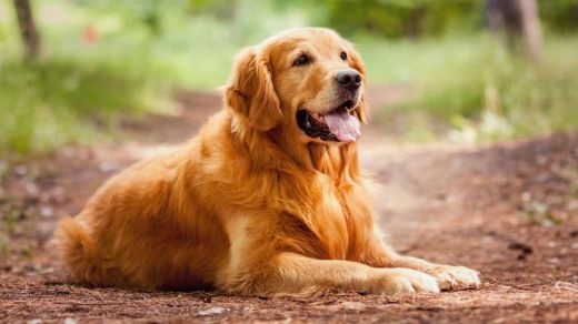 سگ رتریور طلایی(گلدن رتریور Golden Retriever)