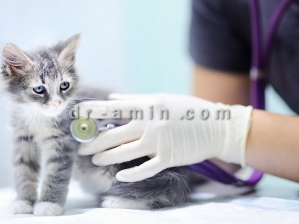 تزریق واکسن سه گانه گربه