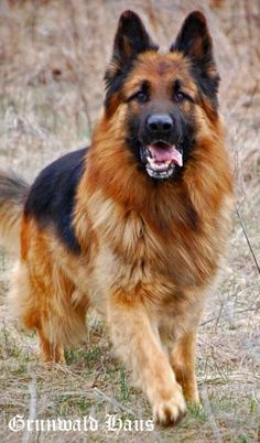 سگ ژرمن شپرد-سومین سگ باهوش جهان