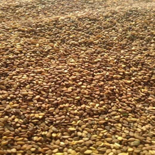فروش کنجد بوداده مخصوص ارده گیری