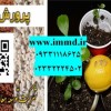 فروش پرلیت بسترکشت مرکبات